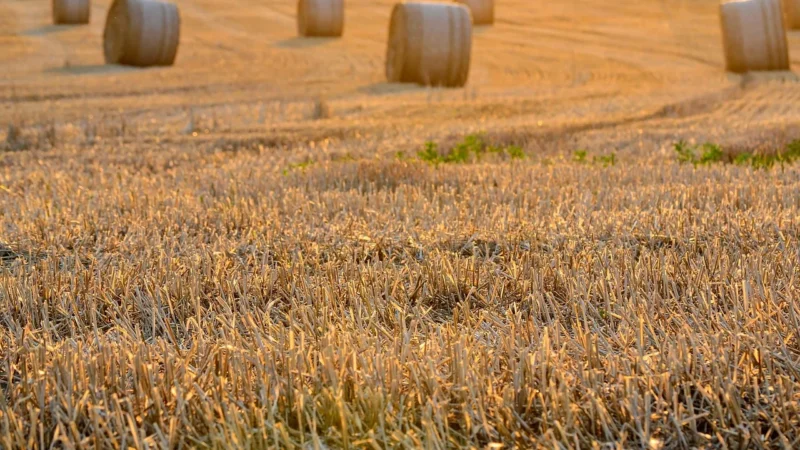 Święta i obrzędy ludowe – kalendarz polskich zwyczajów